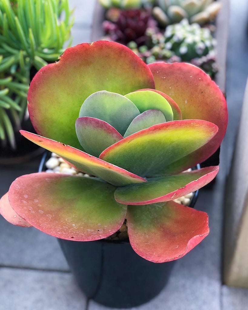 Flapjack (Kalanchoe luciae) Succulent  Hand Picked Nursery