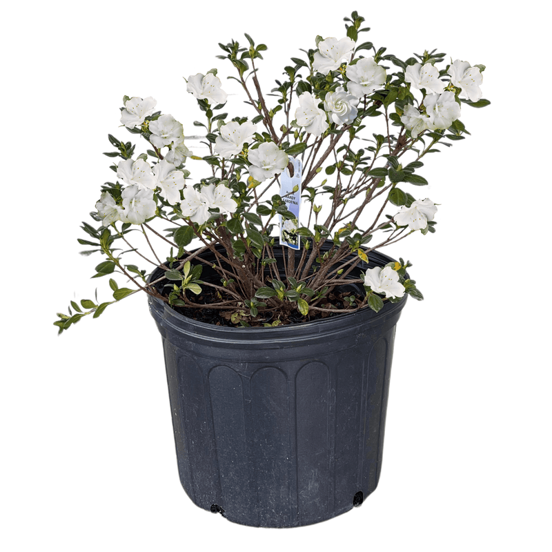 potted azalea plant Hardy Gardenia Azalea 3-gallon Potted Plant - 'Rhododendron Hybrid'
