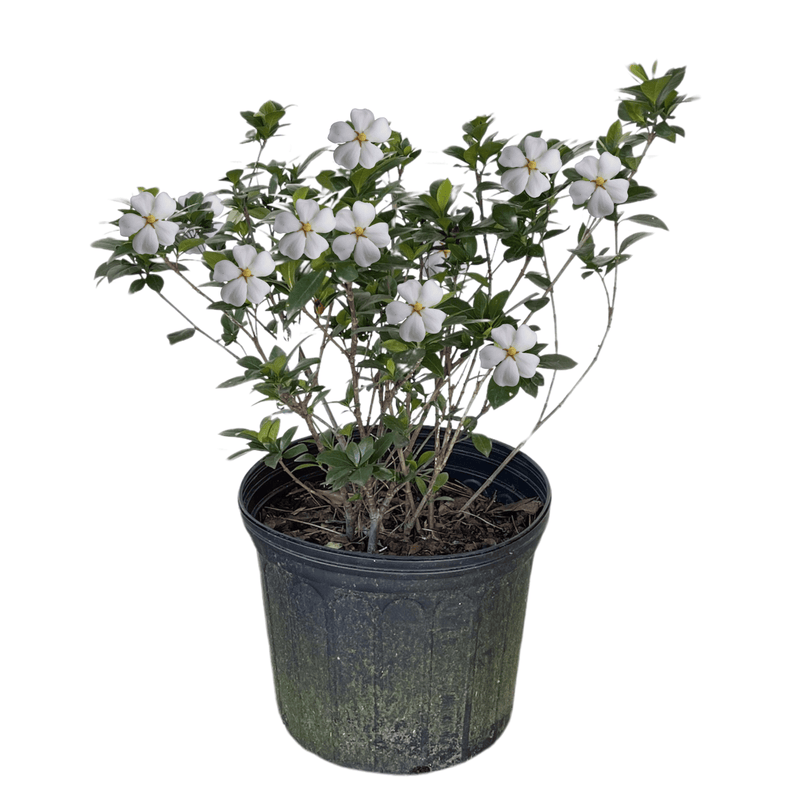 can you plant a gardenia bush in a pot Kleim's Hardy Gardenia - 3-Gallon Size
