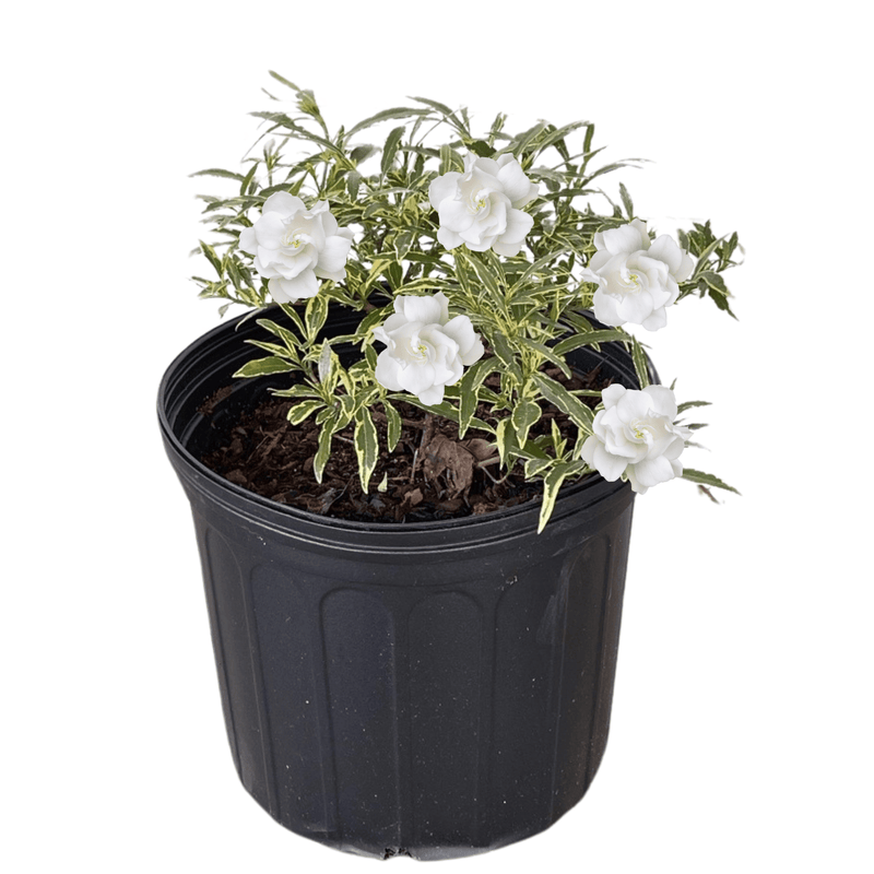 can you plant gardenias in a pot Dwarf Radicans Variegated Gardenia, 3-Gallon Size