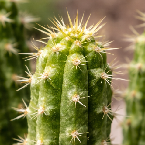conj cactus Indian Corn Cob Cactus (Euphorbia mammillaris) Live Plant | Unique Spiky  Succulent, Easy Care