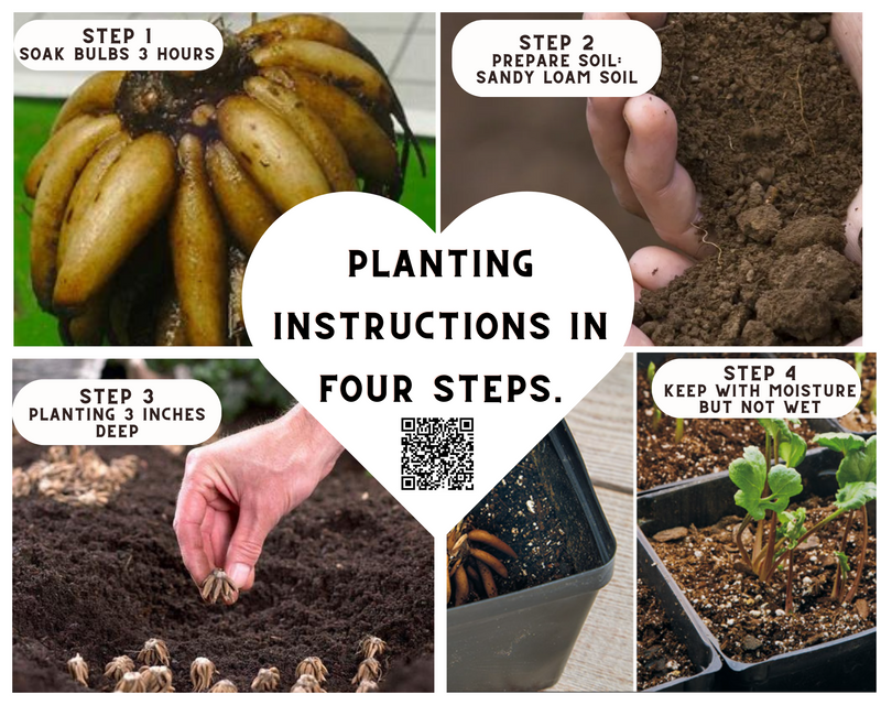 planting ranunculus seeds Ranunculus Flower Mix Bulbs – Ranunculus Corms in Assorted Colors