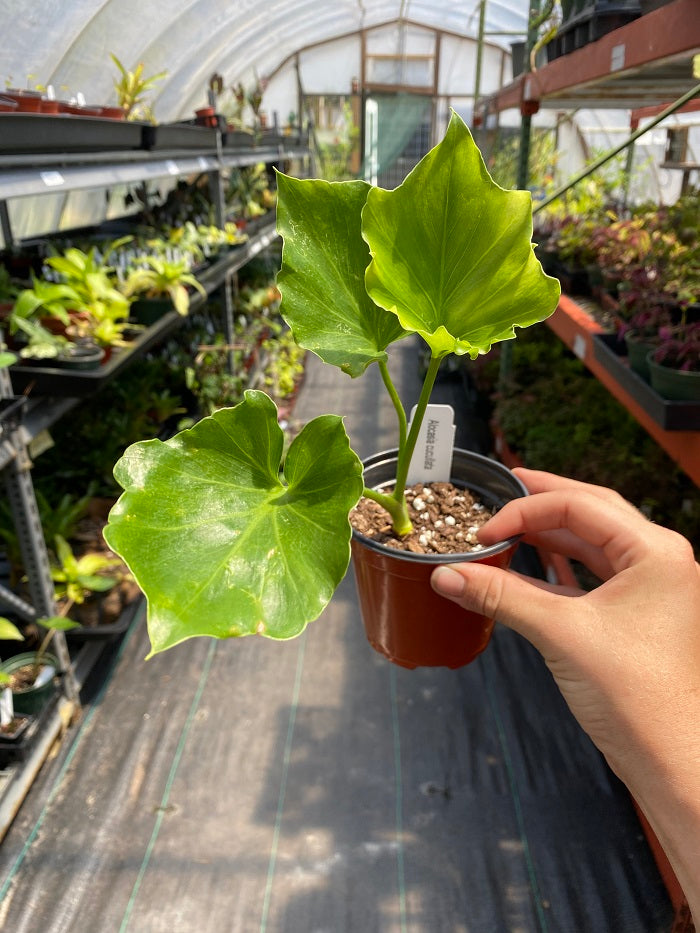 philodendron cucullata Alocasia Cucullata