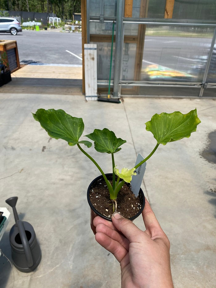 philodendron cucullata Alocasia Cucullata