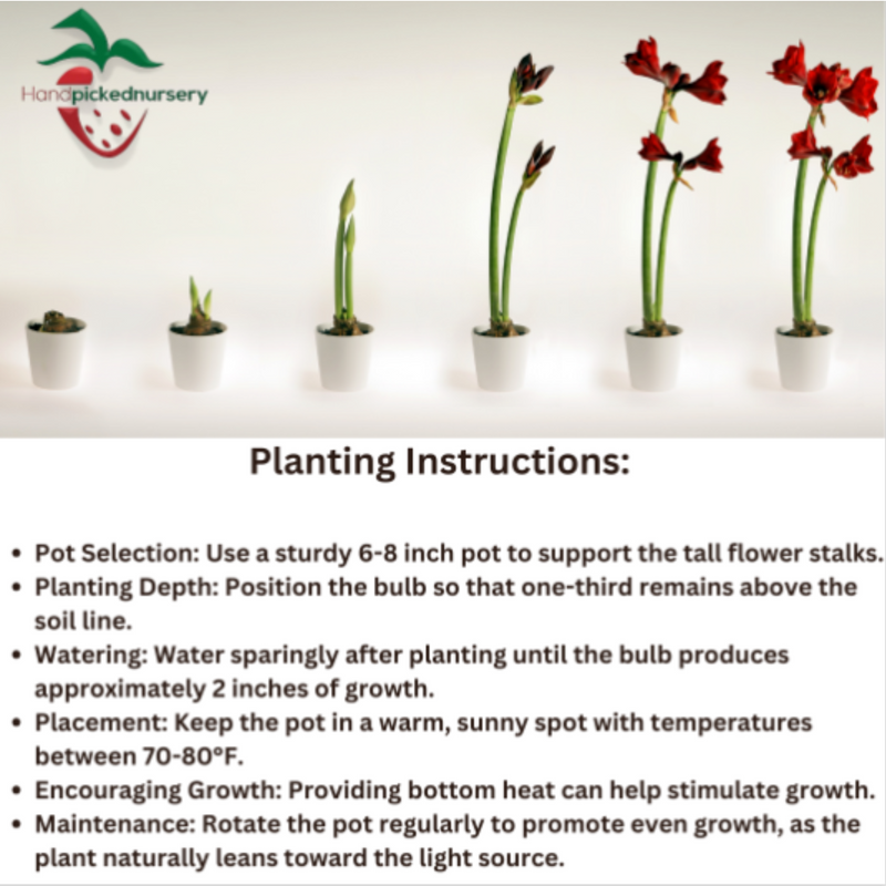 1 Amaryllis Dutch 'Star Dust' Size 36/38 cm - Beautiful Blooms 1 Amaryllis Dutch 'Star Dust' Size 36/38 cm - Beautiful Blooms