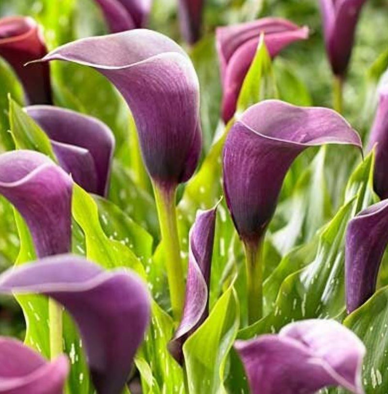 calla lily flower purple Calla Lily 'Anneke'
