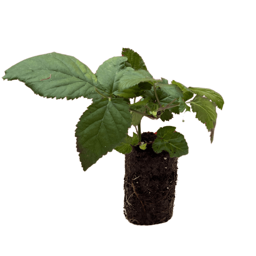 Natchez Blackberry Plants