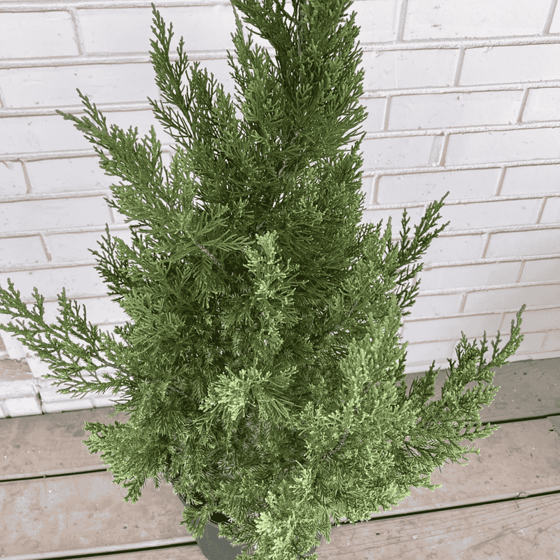 juniper potted plants Blue Point Juniper 3-Gallon Pot Size - Blue-Green Juniper Shrub - Tall Tree-Like Shape from Hand Picked Nursery