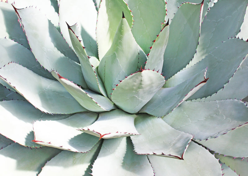 agave succulent plant Butterfly Agave (Agave potatorum 'Kissho Kan')
