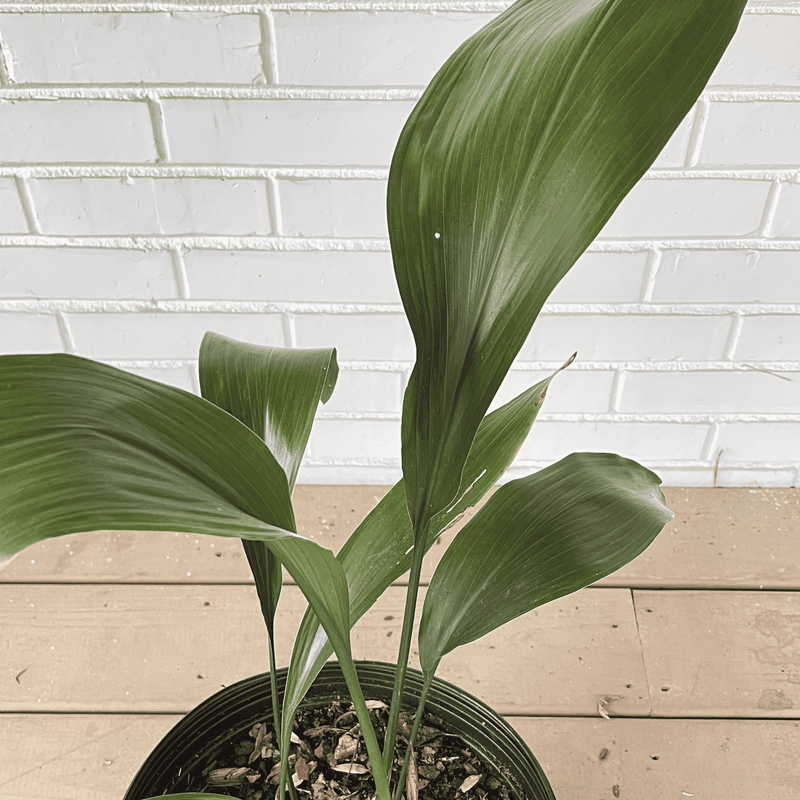 potted cast iron plant Cast Iron Plant- Huge 3-Gallon Pot Size Live Plant, up to 22" Tall- Easy for Home and Garden from Hand Picked Nursery- Cannot Ship to CA