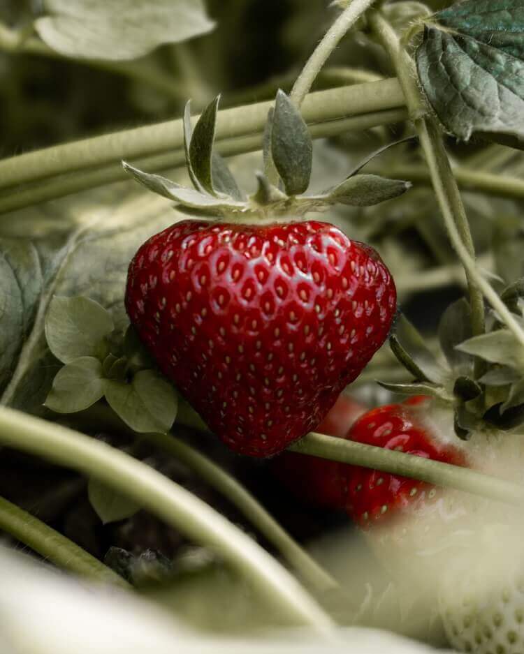 chandler strawberry seeds Chandler June-Bearing Strawberry Plants | Large, Sweet, High-Yield Variety | Non-GMO Bare Root