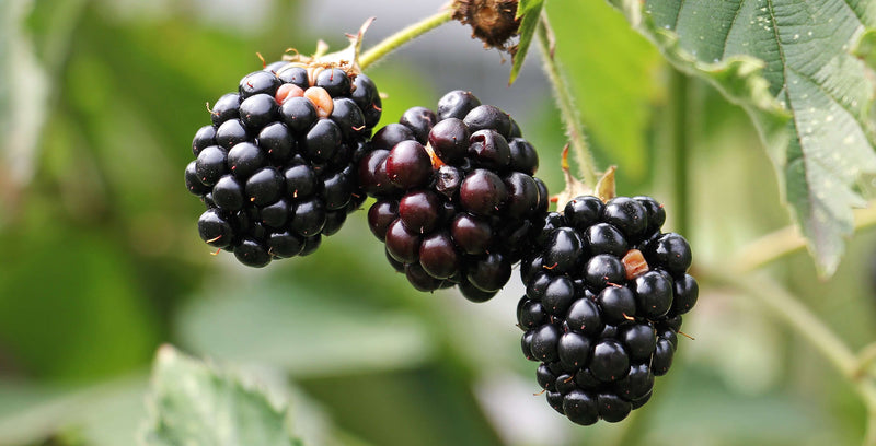blackberry plant Chester Blackberry Plant