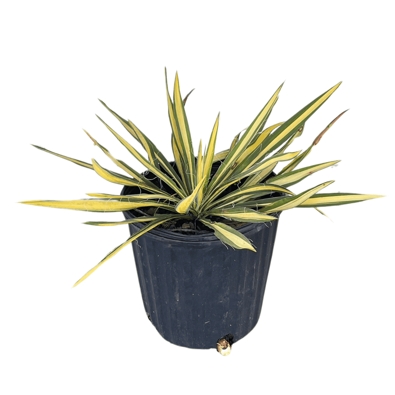 potted plant guard Color Guard Adams Needle - Yucca Filamentosa 'Color Guard'