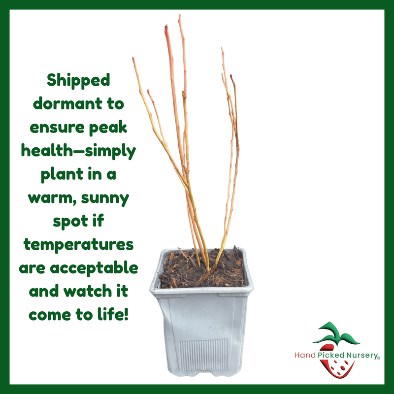 potted blueberry plant care Bluecrop Blueberry Plant (1 Liter Pot) | Northern Highbush Variety | Reliable Mid-Season Harvest