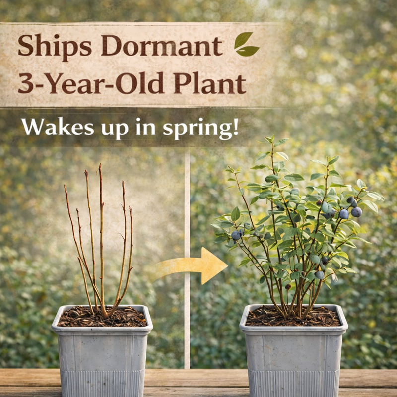 Chandler Blueberry Plant | 1 Liter Pot