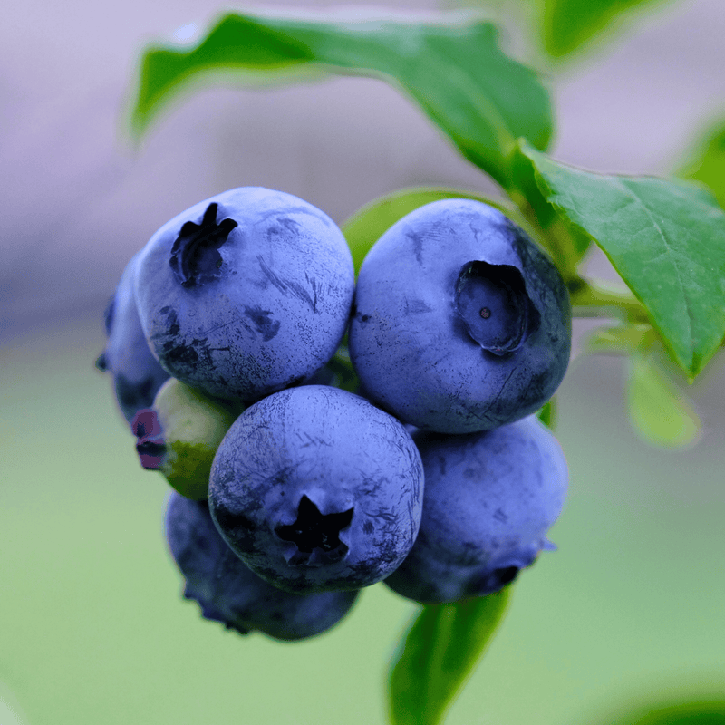 duke blueberry plant Duke Blueberry Plant (3-Year-Old Bare Root) | Early-Season, High-Yield  Variety | Zones 4–7