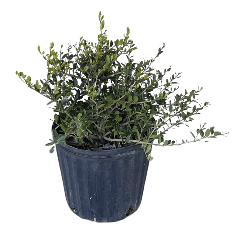 dwarf pot plants Dwarf Yaupon Holly - Goshiki False Holly Foliage