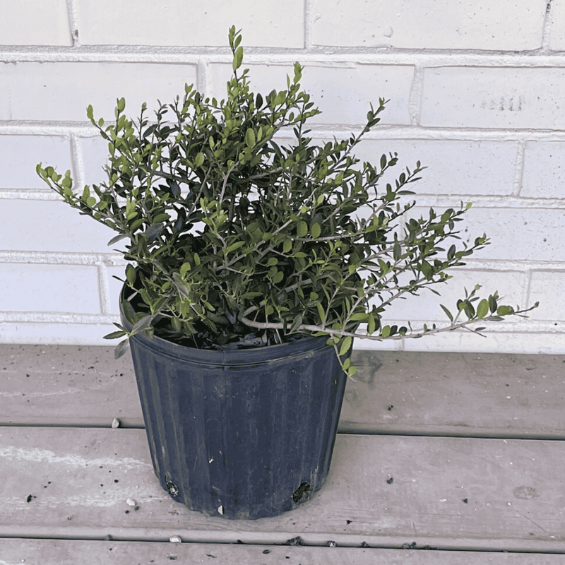 holly plant in pot Dwarf Yaupon Holly - Goshiki False Holly Foliage