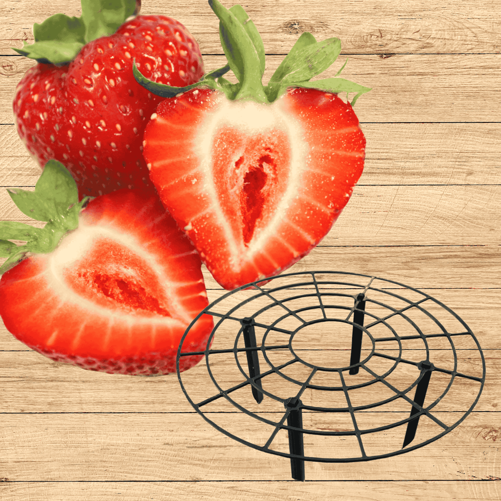 Red Strawberry Plant Supports With Everbearing Strawberry Plants