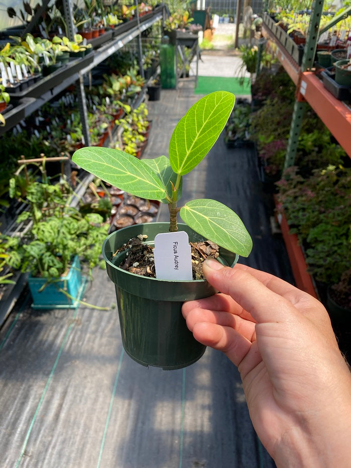 Ficus Audrey - "Banyan Tree"