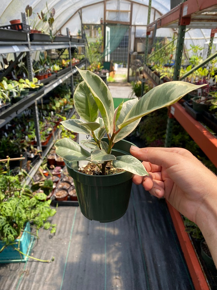 variegated rubber tree for sale Ficus Tineke