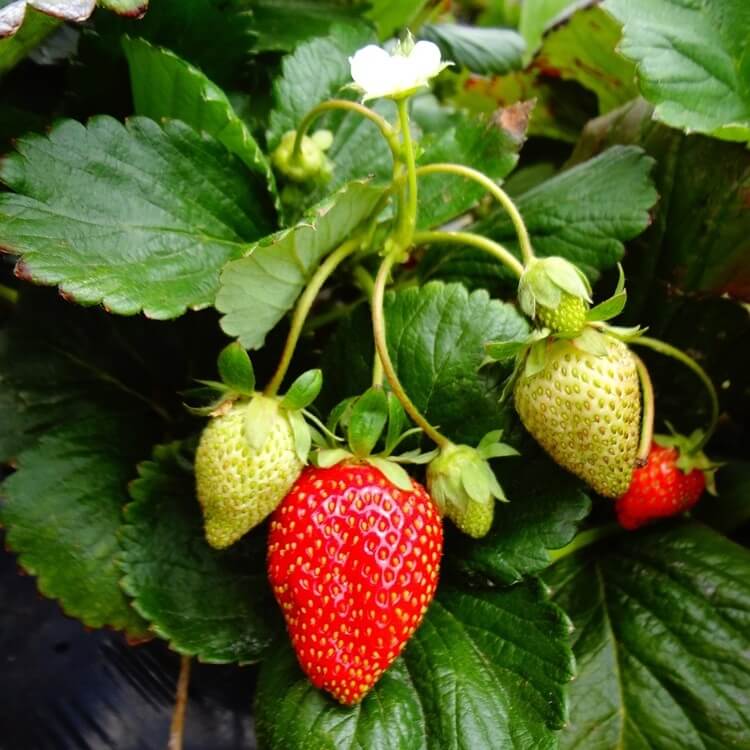 fort laramie strawberry seeds Fort Laramie Everbearing Strawberry Plants | Cold-Hardy Non-GMO Bare Root | Honey-Sweet Flavor