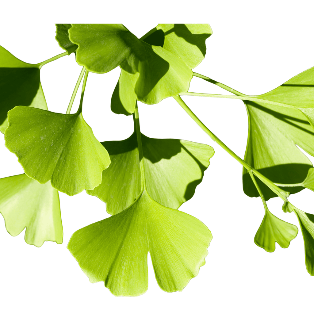 Ginkgo Biloba Tree Plant