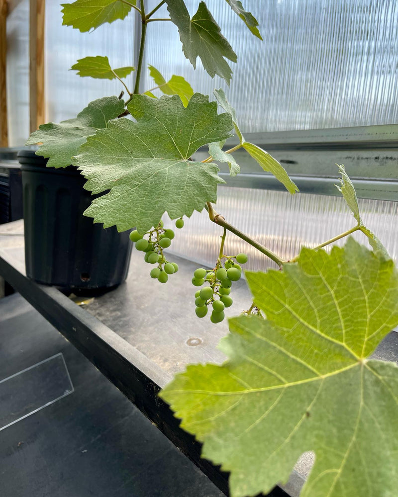 Concord Grape Vine – 1-Year Bare Root Grape Plant – Classic Sweet Purple  Grapes – Vigorous & Self-Fertile Vine – From Hand Picked Nursery