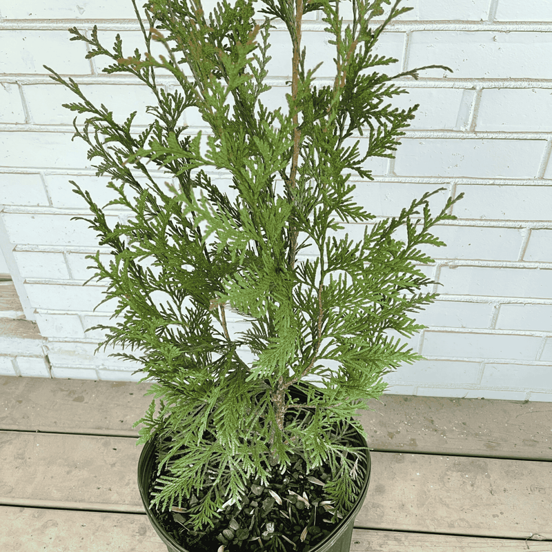 plant arborvitae in pot Green Giant Arborvitae 3-gallon Potted Plant