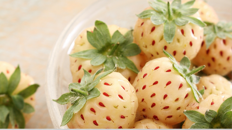 white carolina pineberry plants roots -bareroot-pineapple/strawberry flavor Pearl Strawberry Plants
