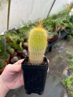 types of cactus with yellow flowers Yellow Tower Cactus (Echinopsis spachiana)
