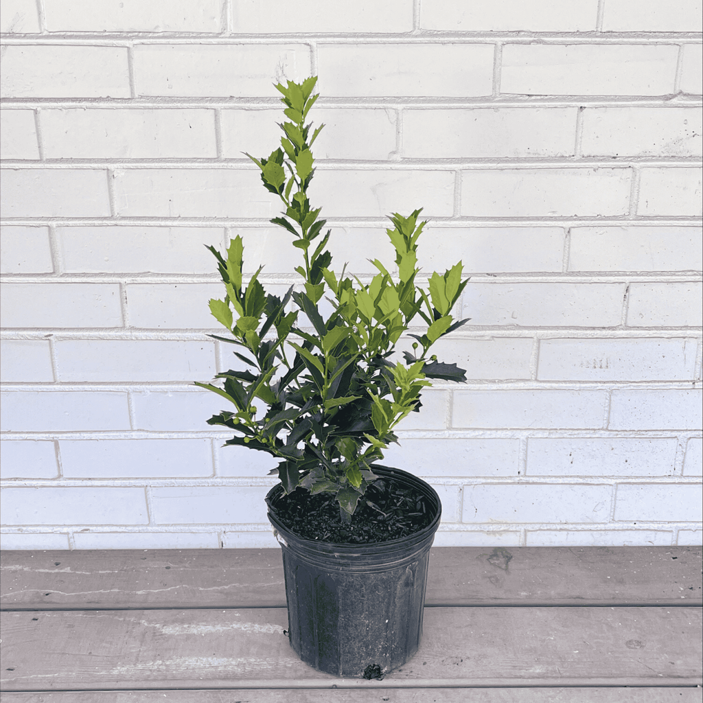 Oakland Holly Tree