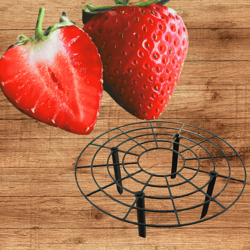 Green Strawberry Plant Supports With June Bearing Strawberry Plants