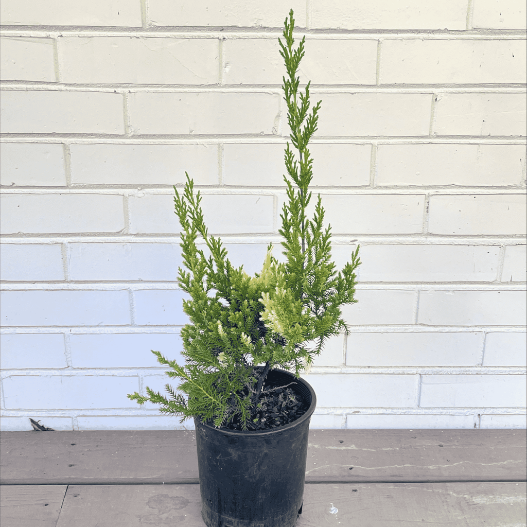 Variegated Hollywood Juniper Tree