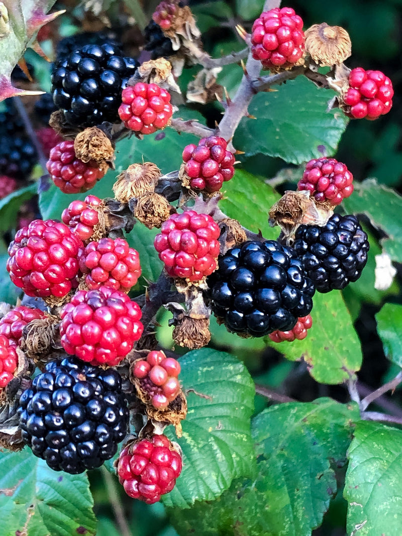 Natchez Blackberry Plug Plants
