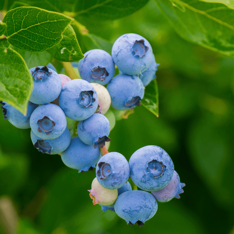 blueberries tree plant Northland Blueberry Plant (3-Year-Old Bare Root)