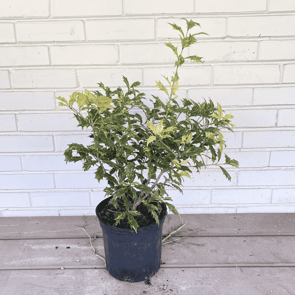 Goshiki False Holly tree