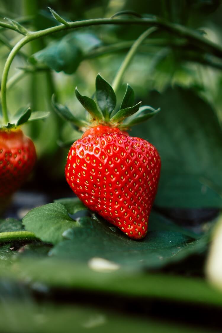 ozark beauty strawberry seeds for sale Ozark Beauty Everbearing Strawberry Plants | Bare Root | Sweet, Large, High-Yield