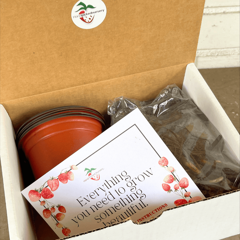 Strawberry Grow Kit | Plants, Soil, Pots, and Instruction Included!