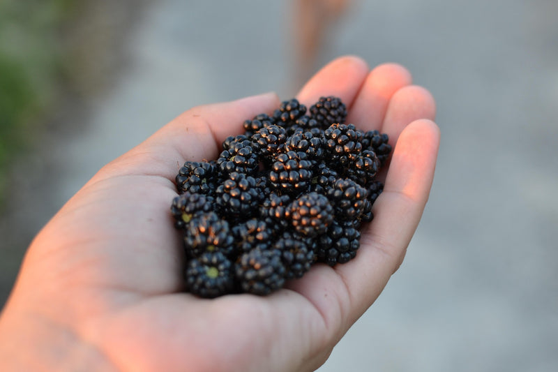 Prime-Ark Freedom Blackberry Plug Plants | Thornless Everbearing
