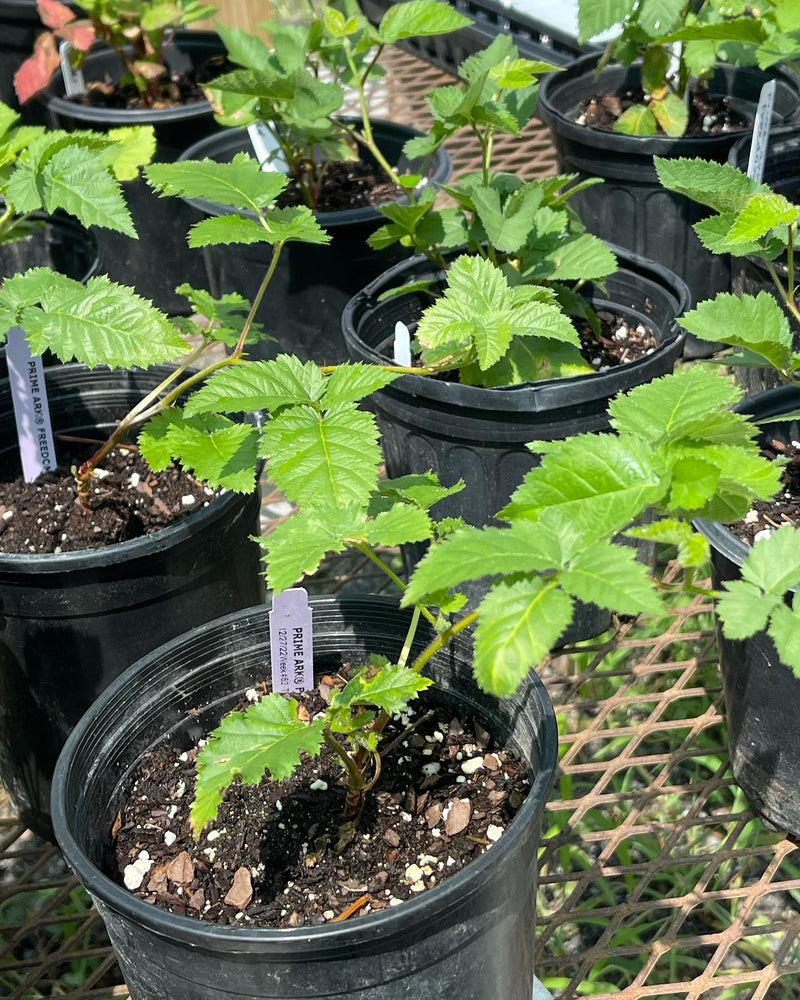 BlackBerry9790 ブラック Prime-Ark Freedom Blackberry Plug Plants | Thornless Everbearing