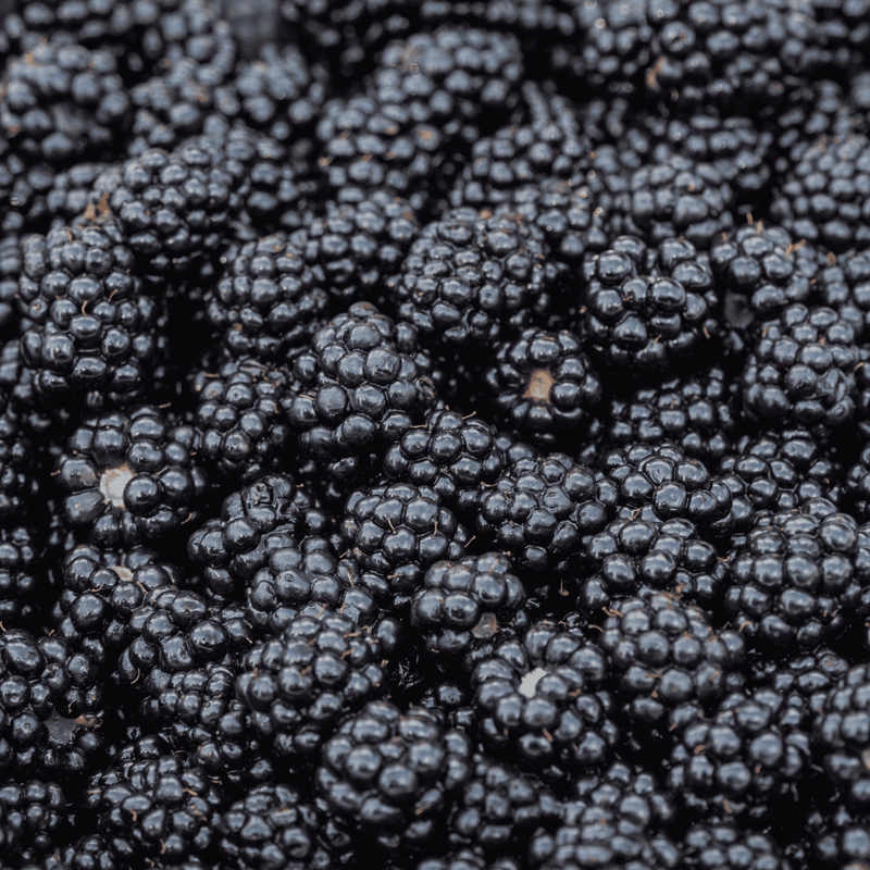 Prime-Ark Freedom Blackberry Plug Plants | Thornless Everbearing Prime-Ark Freedom Blackberry Plug Plants | Thornless Everbearing