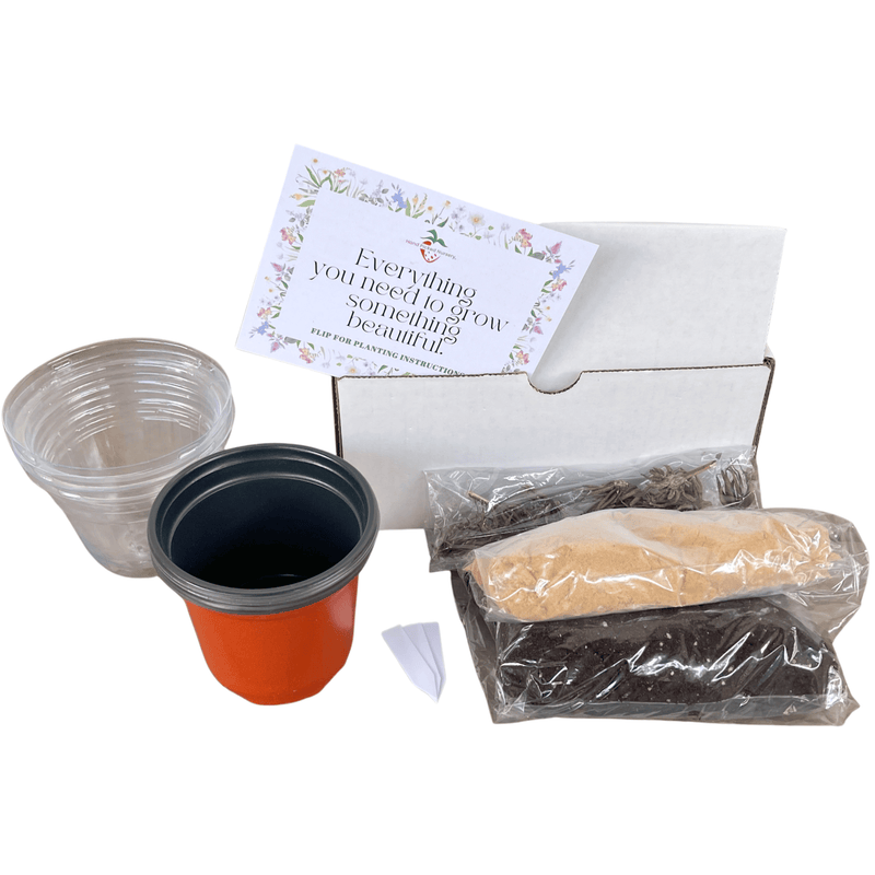 planting ranunculus bulbs in pots Ranunculus Grow Kit