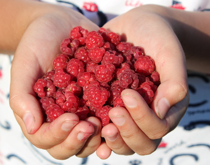1 Gallon Dorman Red Raspberry Plant | Everbearing, High Yield, Non-GMO