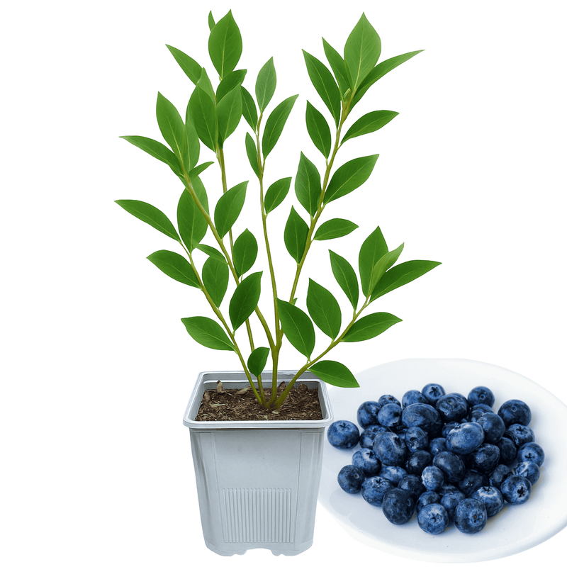 Reka Blueberry Plant (1 Liter Pot) | Early-Season Northern Highbush