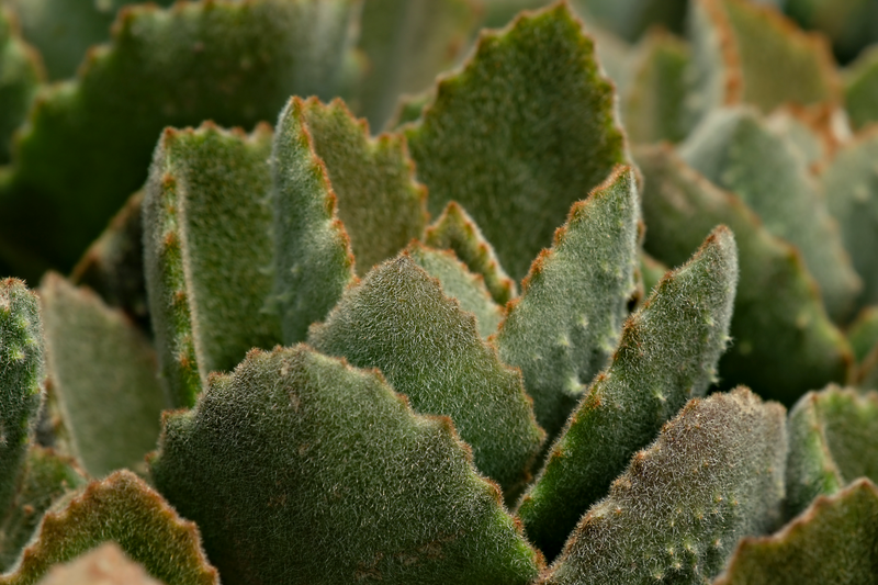 green rosette succulent Echeveria “FO-42” Succulent – 3.5" Pot | Hardy Rosette Succulent