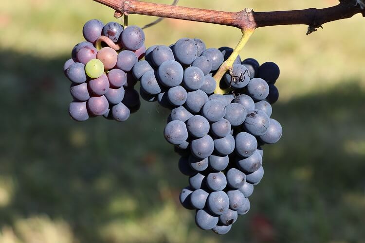 Merlot Grapevine - Bob Wells Nursery - U.S. Shipping