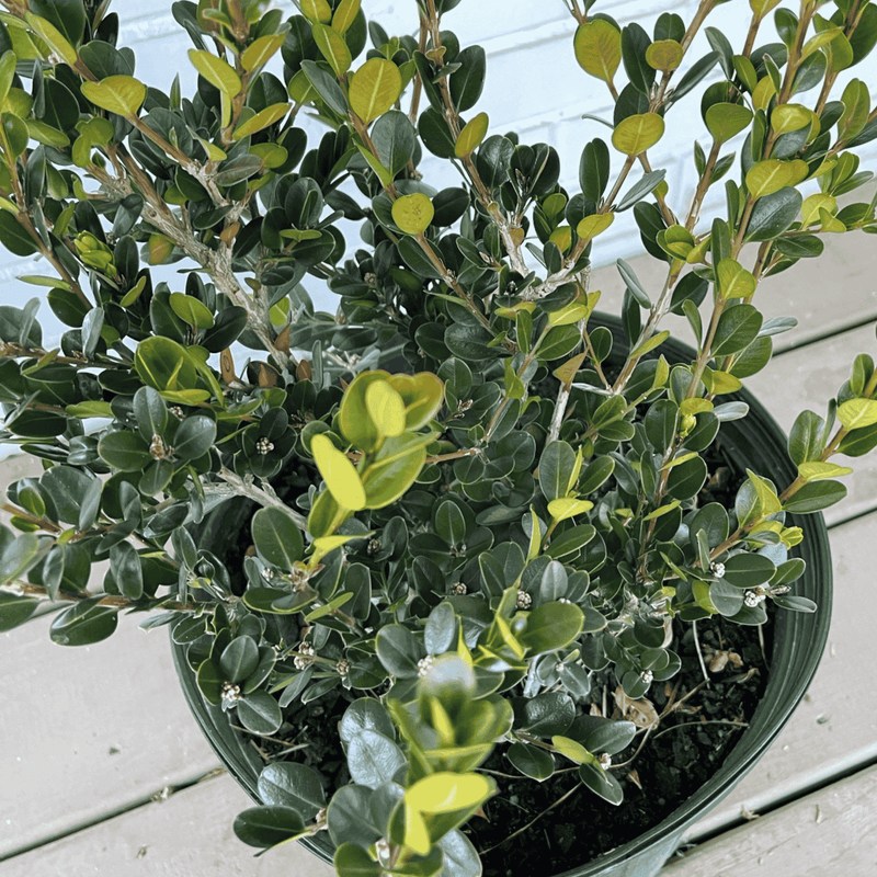 wintergreen house plant Wintergreen Boxwood Live Plant 3-Gallon Size up to 15" Tall!