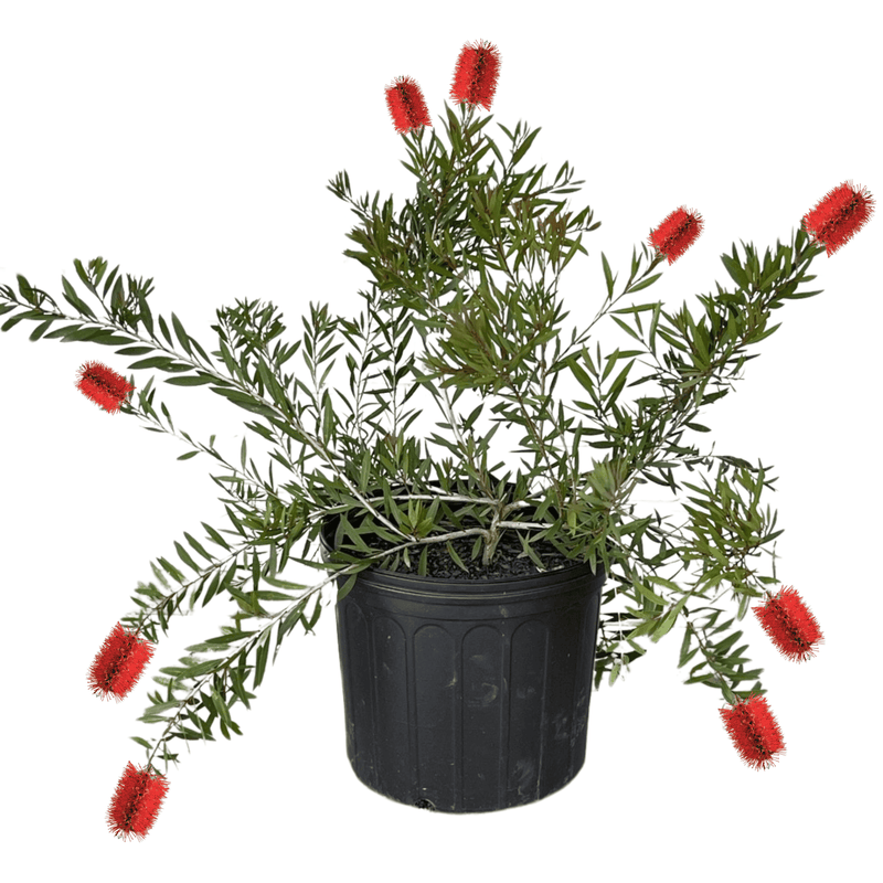 can bottlebrush be planted in a pot Woodlanders Red Bottlebrush Plant, 3-Gallon Live Plant