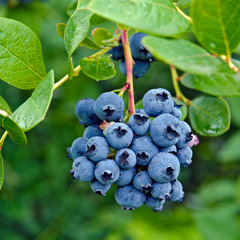 1 'Emerald' Vaccinium Blueberry Plant 1 Quart SIZED PLANT Ship Bare